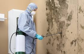 Best Emergency Mold Remediation  in Mount Sterling, KY